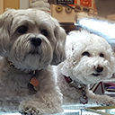 Dogs